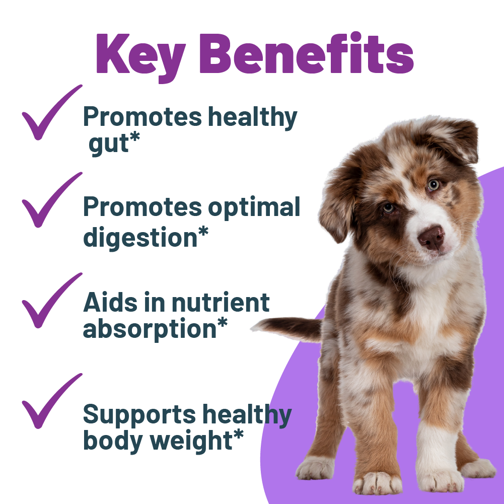 Beautiful view of Benefits Of Apples For Dog Digestive Health And Digestive System